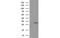 Bridging Integrator 3 antibody, MBS830006, MyBioSource, Western Blot image 