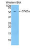 PZP Alpha-2-Macroglobulin Like antibody, LS-C299968, Lifespan Biosciences, Western Blot image 