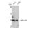 Melatonin Receptor 1B antibody, STJ94092, St John