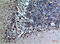 Cystatin C antibody, GTX34336, GeneTex, Immunohistochemistry paraffin image 