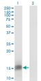 FKBP Prolyl Isomerase 1B antibody, H00002281-M01, Novus Biologicals, Western Blot image 