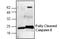 Caspase 8 antibody, GTX59607, GeneTex, Western Blot image 