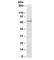 Terminal Nucleotidyltransferase 4B antibody, R36141-100UG, NSJ Bioreagents, Western Blot image 