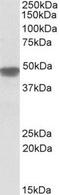 NADH dehydrogenase [ubiquinone] iron-sulfur protein 2, mitochondrial antibody, NBP1-52061, Novus Biologicals, Western Blot image 