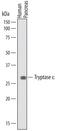 Serine Protease 22 antibody, MA5-24341, Invitrogen Antibodies, Western Blot image 