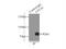 Carnitine Palmitoyltransferase 1C antibody, 12969-1-AP, Proteintech Group, Immunoprecipitation image 