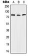 KAL antibody, LS-C352405, Lifespan Biosciences, Western Blot image 