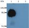 Sialophorin antibody, NBP2-62227, Novus Biologicals, Western Blot image 