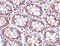 STEAP2 Metalloreductase antibody, 4307, ProSci, Immunohistochemistry paraffin image 