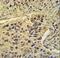 TATA-Box Binding Protein Associated Factor 2 antibody, LS-C161688, Lifespan Biosciences, Immunohistochemistry paraffin image 