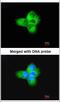 Tubulin Alpha 1b antibody, NBP1-32959, Novus Biologicals, Immunocytochemistry image 