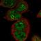 Campylobacter fetus antibody, NBP1-89022, Novus Biologicals, Immunofluorescence image 