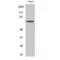 DEAD-Box Helicase 51 antibody, LS-C383103, Lifespan Biosciences, Western Blot image 