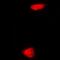 Phytanoyl-CoA Dioxygenase Domain Containing 1 antibody, abx141966, Abbexa, Western Blot image 