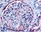 Pipp antibody, LS-A3064, Lifespan Biosciences, Immunohistochemistry frozen image 
