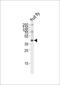 BUB3 Mitotic Checkpoint Protein antibody, PA5-72174, Invitrogen Antibodies, Western Blot image 