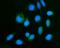 Growth hormone-inducible transmembrane protein antibody, A11256-1, Boster Biological Technology, Immunofluorescence image 