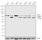 Methyl-CpG Binding Protein 2 antibody, 711065, Invitrogen Antibodies, Western Blot image 