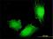 MAGE Family Member A4 antibody, H00004103-M01, Novus Biologicals, Immunofluorescence image 