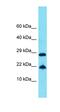 Nuclear GTPase, Germinal Center Associated antibody, orb326930, Biorbyt, Western Blot image 