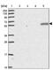 Tripartite Motif Containing 14 antibody, PA5-62761, Invitrogen Antibodies, Western Blot image 