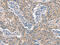 EP300 Interacting Inhibitor Of Differentiation 3 antibody, CSB-PA693996, Cusabio, Immunohistochemistry frozen image 