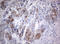 MYCBP Associated And Testis Expressed 1 antibody, LS-C336527, Lifespan Biosciences, Immunohistochemistry paraffin image 