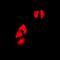 Cell Death Inducing DFFA Like Effector B antibody, orb10391, Biorbyt, Immunofluorescence image 