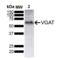 Solute Carrier Family 32 Member 1 antibody, SMC-562D-A488, StressMarq, Western Blot image 