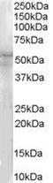 Interleukin 1 Receptor Associated Kinase 4 antibody, GTX89550, GeneTex, Western Blot image 