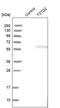 Thiosulfate Sulfurtransferase Like Domain Containing 2 antibody, PA5-55024, Invitrogen Antibodies, Western Blot image 