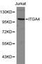 CD49D antibody, LS-C192282, Lifespan Biosciences, Western Blot image 