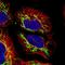 MRPS31 antibody, HPA046344, Atlas Antibodies, Immunofluorescence image 