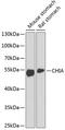 Chitinase Acidic antibody, 19-061, ProSci, Western Blot image 