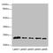 Monocyte to macrophage differentiation factor 2 antibody, CSB-PA814229LA01HU, Cusabio, Western Blot image 