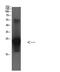 Cystatin C antibody, GTX34338, GeneTex, Western Blot image 