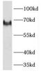 Kruppel Like Factor 12 antibody, FNab04598, FineTest, Western Blot image 