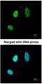 ETS Transcription Factor ERG antibody, NBP1-31370, Novus Biologicals, Immunocytochemistry image 