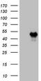 Homeobox C10 antibody, LS-C794630, Lifespan Biosciences, Western Blot image 