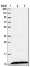 CDC42 Small Effector 2 antibody, NBP1-82131, Novus Biologicals, Western Blot image 