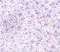Plexin Domain Containing 1 antibody, 4339, ProSci, Immunohistochemistry frozen image 