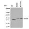 Solute Carrier Family 1 Member 4 antibody, orb137958, Biorbyt, Western Blot image 