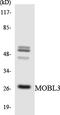 MOB Family Member 4, Phocein antibody, LS-C200203, Lifespan Biosciences, Western Blot image 