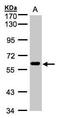 Dual specificity protein kinase CLK2 antibody, GTX107930, GeneTex, Western Blot image 