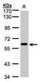 CDC Like Kinase 2 antibody, GTX107930, GeneTex, Western Blot image 