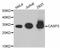 Caspase 3 antibody, STJ112896, St John