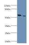 Ring Finger Protein 8 antibody, LS-B15238, Lifespan Biosciences, Western Blot image 