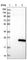 Dual Specificity Phosphatase 22 antibody, HPA031394, Atlas Antibodies, Western Blot image 