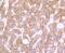 Retinol Binding Protein 4 antibody, NBP2-67098, Novus Biologicals, Immunohistochemistry paraffin image 