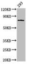Growth arrest-specific protein 6 antibody, LS-C671843, Lifespan Biosciences, Western Blot image 